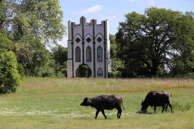 Wasserbüffel weiden an der Meierei auf der Pfaueninsel in Berlin, 28. Mai 2026. Ankunft Wasserbüffel Pfaueninsel Berlin *** Water buffalo grazing at the dairy on the Pfaueninsel in Berlin, May 28, 2026 Arrival water buffalo Pfaueninsel Berlin