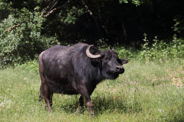 Wasserbüffel weiden auf der Pfaueninsel in Berlin, 28. Mai 2026. Ankunft Wasserbüffel Pfaueninsel Berlin *** Water buffalo grazing on the Pfaueninsel in Berlin, May 28, 2026 Arrival water buffalo Pfaueninsel Berlin