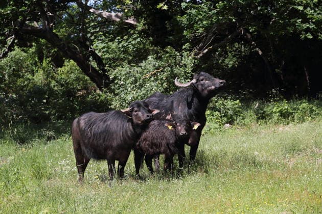 Wasserbüffel weiden auf der Pfaueninsel in Berlin, 28. Mai 2026. Ankunft Wasserbüffel Pfaueninsel Berlin *** Water buffalo grazing on the Pfaueninsel in Berlin, May 28, 2026 Arrival water buffalo Pfaueninsel Berlin