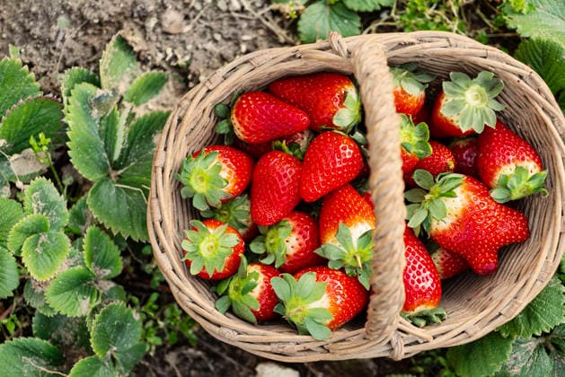 Basket of strawberries in a field. Top view. Basket of strawberries in a field. Top view. Copyright: xMarinaxZanottix MZ140326-13