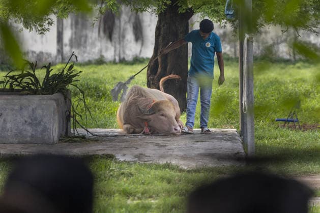 Visitors flock to see rare albino buffalo nicknamed Donald Trump at national zoo in Bangladesh DHAKA, BANGLADESH - MAY 29: A rare albino buffalo nicknamed Donald Trump is seen in its enclosure at the National Zoo during the Eid al-Adha holiday in Dhaka, Bangladesh on May 29, 2026. The 700-kilogram white buffalo attracted crowds of visitors during the festive holiday. Abdul Goni Anadolu Dhaka Bangladesh. Editorial use only. Please get in touch for any other usage.  Copyright: x2026xAnadoluxAbdulxGonix