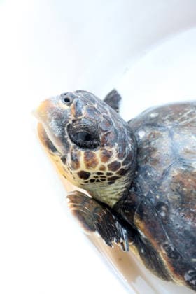 Rehabilitated sea turtles returned to Adriatic Six rehabilitated loggerhead turtles returned to the Adriatic Sea off Pula, Croatia, on May 29, 2026, after recovery at the Pula Aquarium.  SasaxMiljevic PIXSELL