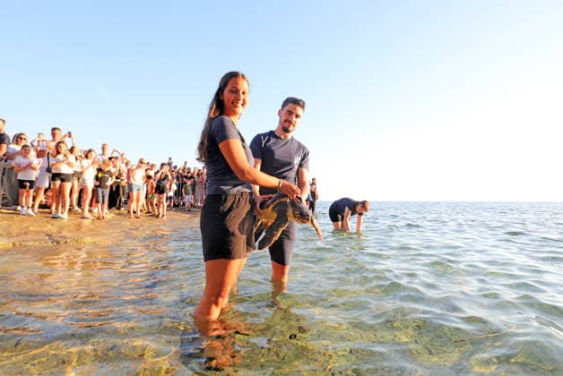 Rehabilitated sea turtles returned to Adriatic Six rehabilitated loggerhead turtles returned to the Adriatic Sea off Pula, Croatia, on May 29, 2026, after recovery at the Pula Aquarium.  SasaxMiljevic PIXSELL