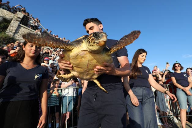 Rehabilitated sea turtles returned to Adriatic Six rehabilitated loggerhead turtles returned to the Adriatic Sea off Pula, Croatia, on May 29, 2026, after recovery at the Pula Aquarium.  SasaxMiljevic PIXSELL