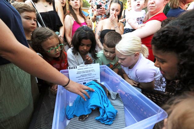 Rehabilitated sea turtles returned to Adriatic Six rehabilitated loggerhead turtles returned to the Adriatic Sea off Pula, Croatia, on May 29, 2026, after recovery at the Pula Aquarium.  SasaxMiljevic PIXSELL