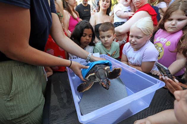 Rehabilitated sea turtles returned to Adriatic Six rehabilitated loggerhead turtles returned to the Adriatic Sea off Pula, Croatia, on May 29, 2026, after recovery at the Pula Aquarium.  SasaxMiljevic PIXSELL