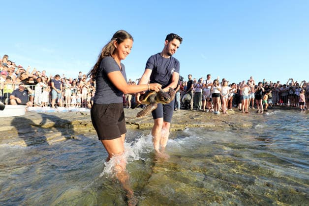 Rehabilitated sea turtles returned to Adriatic Six rehabilitated loggerhead turtles returned to the Adriatic Sea off Pula, Croatia, on May 29, 2026, after recovery at the Pula Aquarium.  SasaxMiljevic PIXSELL