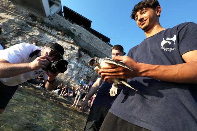 Rehabilitated sea turtles returned to Adriatic Six rehabilitated loggerhead turtles returned to the Adriatic Sea off Pula, Croatia, on May 29, 2026, after recovery at the Pula Aquarium.  SasaxMiljevic PIXSELL