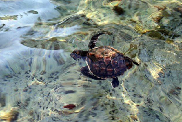 Rehabilitated sea turtles returned to Adriatic Six rehabilitated loggerhead turtles returned to the Adriatic Sea off Pula, Croatia, on May 29, 2026, after recovery at the Pula Aquarium.  SasaxMiljevic PIXSELL