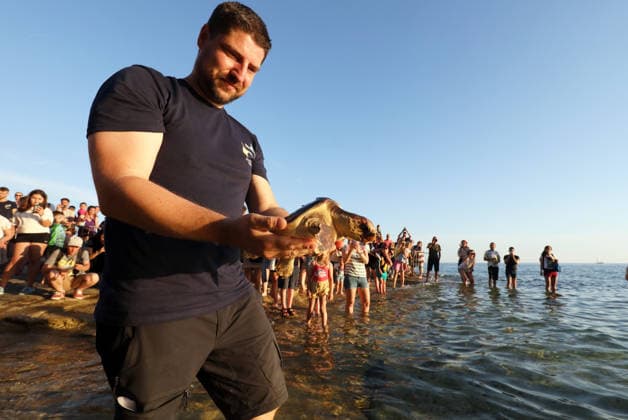 Rehabilitated sea turtles returned to Adriatic Six rehabilitated loggerhead turtles returned to the Adriatic Sea off Pula, Croatia, on May 29, 2026, after recovery at the Pula Aquarium.  SasaxMiljevic PIXSELL