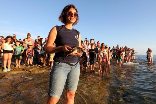 Rehabilitated sea turtles returned to Adriatic Six rehabilitated loggerhead turtles returned to the Adriatic Sea off Pula, Croatia, on May 29, 2026, after recovery at the Pula Aquarium.  SasaxMiljevic PIXSELL