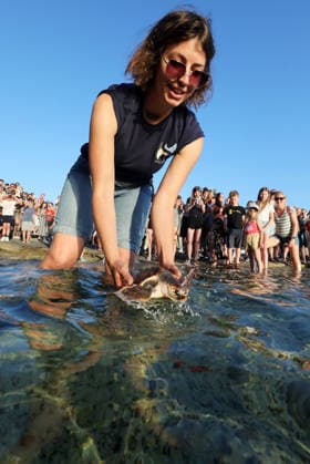 Rehabilitated sea turtles returned to Adriatic Six rehabilitated loggerhead turtles returned to the Adriatic Sea off Pula, Croatia, on May 29, 2026, after recovery at the Pula Aquarium.  SasaxMiljevic PIXSELL