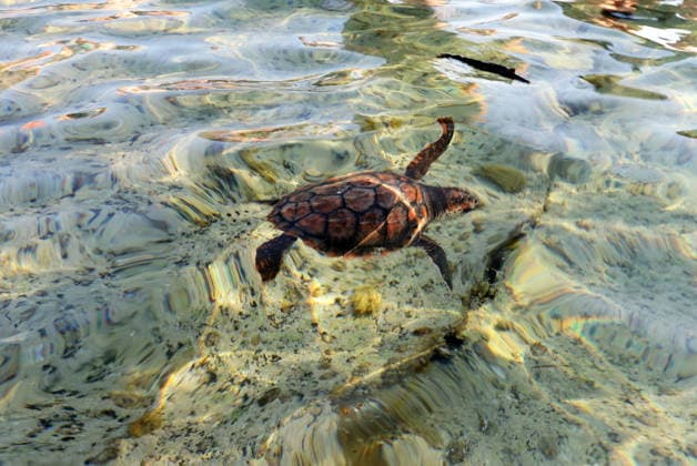 Rehabilitated sea turtles returned to Adriatic Six rehabilitated loggerhead turtles returned to the Adriatic Sea off Pula, Croatia, on May 29, 2026, after recovery at the Pula Aquarium.  SasaxMiljevic PIXSELL