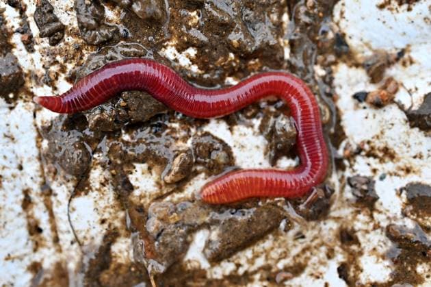 Ein lebender roter Regenwurm kriecht durch nassen Schlamm und dunkle Erde. A live red earthworm crawls through wet mud and dark soil (License=RF) Copyright: xZoonar.com nehruxsulejmanovskix 25125197