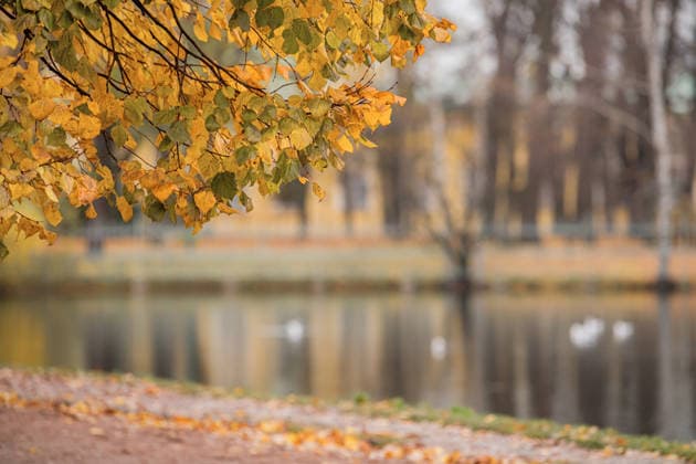 Ein Ast mit gelbem Laub eines alten Baumes vor dem Hintergrund eines Teiches in einem alten Stadtpark. branch with yellow foliage of an old tree against the background of a pond in an old city park. Quiet, soft, cloudy weather. (License=RF) ,model released, Symbolfoto Copyright: xZoonar.com MARIA_MOROZx 25125616 ,model released, Symbolfoto ,property released