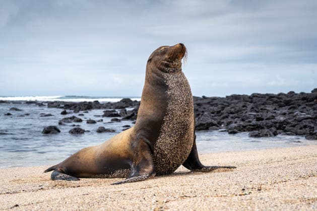 Seelöwe posiert am Strand von Playa Loberia A sea lion enjoys the peaceful surroundings of Playa Loberia beach on San Cristobal Island, Galapagos, Ecuador (License=RF) Copyright: xZoonar.com LaurentxDavoustx 25128050