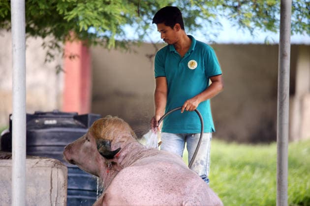 May 31, 2026, Dhakasegunbagicha, Dhaka, Bangladesh: 31 may 2026 DHAKA, BANGLADESH Ã¢â‚¬ A rare albino water buffalo nik named Donald Trump has become the center of intense care and massive public attention at the Bangladesh National Zoo in Mirpur, Dhaka, as a severe summer heatwave leaves the animal visibly exhausted...To provide relief from the sweltering temperatures, the zoo authorities have deployed extraordinary measures. Two large stand fans have been stationed directly next to his enclosure to keep the air moving, and handlers are bathing him with cold water every hour. Additionally, special configurations have been put in place to ensure a continuous flow of chilled air reaches the animal throughout the day...Since his arrival  - ZUMAh197 20260531_zip_h197_019 Copyright: xAzmalxHoqxHelalx