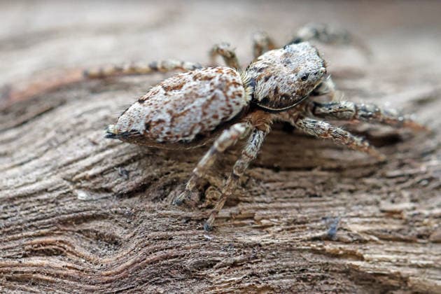 Rindenspringspinnen auf Holz Die große Rindenspringspinne sitzt gut getarnt auf einem alten Stück Holz. *** Bark jumping spiders on wood The large bark jumping spider sits well camouflaged on an old piece of wood