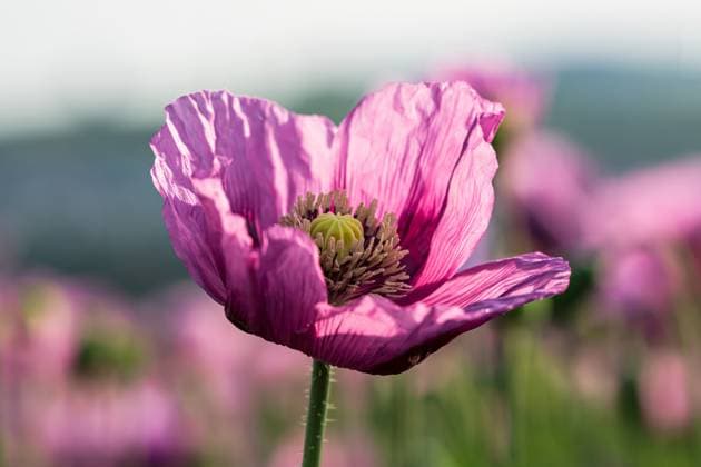 Mohnblüte Violette Mohnblüte (License=RF) Copyright: xZoonar.com MonikaxScheurerx 25138597