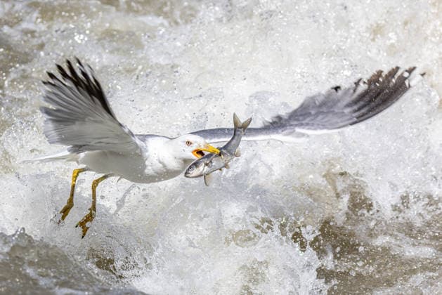 Migrating pearl mullet become food source for seagulls in Turkiye s Van VAN, TURKIYE - MAY 31: Seagulls hunt pearl mullet during the annual migration season in Van, Turkiye, on May 31, 2026. Endemic to Lake Van, pearl mullet migrate from the lake to freshwater streams to spawn, swimming against strong currents. Seagulls living in the Lake Van Basin gather at key migration points to feed on the fish during their journey. Necmettin Karaca Anadolu Van Turkey. Editorial use only. Please get in touch for any other usage.  Copyright: x2026xAnadoluxNecmettinxKaracax