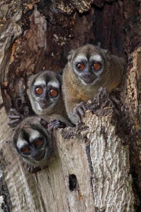 Grauhand-Nachtaffe, Grauhandnachtaffe (Aotus griseimembra), drei Grauhandnachtaffen schauen aus einer Baumhoehle heraus, Kolumbien, Antioquia Gray-handed night monkey (Aotus griseimembra), three gray-handed night monkeys looking out a tree hole, Colombia, Antioquia BLWS748397 *** Gray hand Night monkey, Gray-handed night monkey Aotus griseimembra , Three Gray-handed night monkeys Looking from a Baumhoehle out, Colombia, Antioquia Gray handed Night Monkey Aotus griseimembra , Three Gray handed Night Monkeys Looking out a Tree hole, Colombia, Antioquia BLWS748397 Copyright: xblickwinkel AGAMI T.xFriedelx