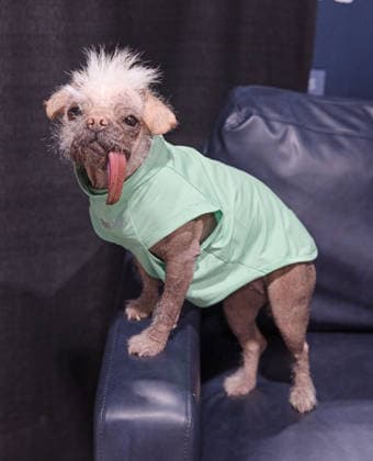 June 1, 2026, Denver, Colorado, USA: PEGGY the Dog aka DOGPOOL poses for a photo during the FAN EXPO Denver at the Colorado Convention Center Saturday afternoon. Denver USA - ZUMAav4_ 20260601_zaf_av4_013 Copyright: xHectorxAcevedox