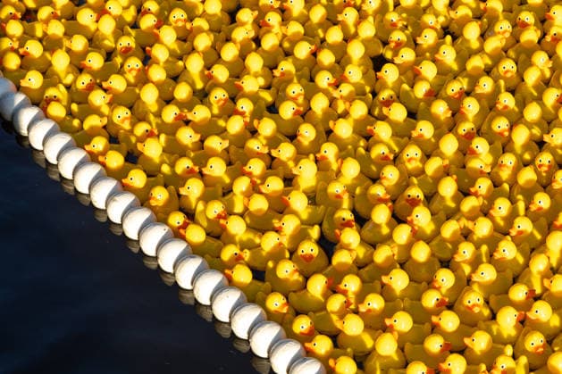 01.06.2026, Tallinn. The 13th annual Duck Race took place in Kadriorg Park. It is a charity event, which aims to raise money in support of children with cancer, and their families. 20000 rubber ducks were released in the canal and over 300000â‚¬ was raised. Photo: Martin Pedaja Postimees Tallinn Harjumaa Estonia 1MP01JUN2026D23  Copyright: xMartinxPedajax Yellow rubber ducks