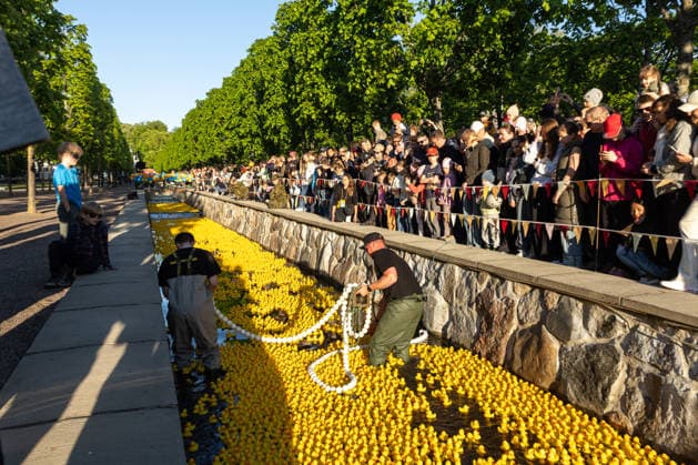 01.06.2026, Tallinn. The 13th annual Duck Race took place in Kadriorg Park. It is a charity event, which aims to raise money in support of children with cancer, and their families. 20000 rubber ducks were released in the canal and over 300000â‚¬ was raised. Photo: Martin Pedaja Postimees Tallinn Harjumaa Estonia 1MP01JUN2026D25  Copyright: xMartinxPedajax Yellow rubber ducks in a canal