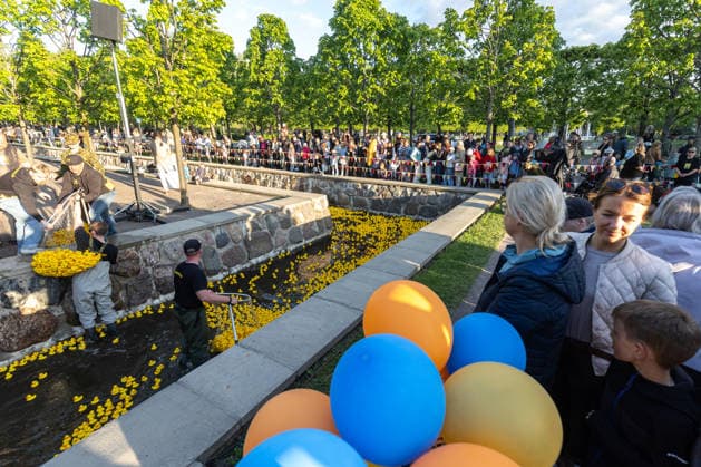 01.06.2026, Tallinn. The 13th annual Duck Race took place in Kadriorg Park. It is a charity event, which aims to raise money in support of children with cancer, and their families. 20000 rubber ducks were released in the canal and over 300000â‚¬ was raised. Photo: Martin Pedaja Postimees Tallinn Harjumaa Estonia 1MP01JUN2026D32  Copyright: xMartinxPedajax Yellow rubber ducks in a canal