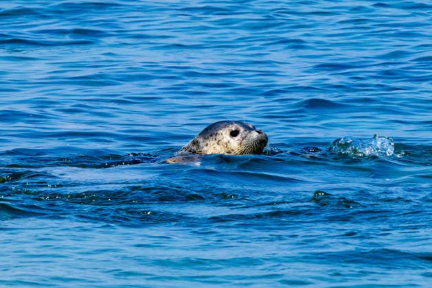RUSSIA, PRIMORYE REGION - JUNE 2, 2026: A spotted seal pup swims free as the Tyulen Marine Mammal Rehabilitation Centre releases four of them into the wild on Zheltukhin Island in the Peter the Great Gulf. Founded by a married couple in Tavrichanka, north of Vladivostok, Tyulen has been successfully implementing world-level rehabilitation and reintroduction programmes for young pinnipeds since 2007. Yuri Smityuk TASS  93298663