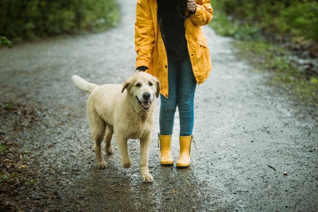 hund,regenwetter,gassi gehen,hunde,regen,regnen,regnerisch,schlechtes wetter,verregnet,gassi ** dog,rain weather,walk the dog,dogs,rain weathers,rainy,walk the dogs 539-stv ,model released, Symbolfoto