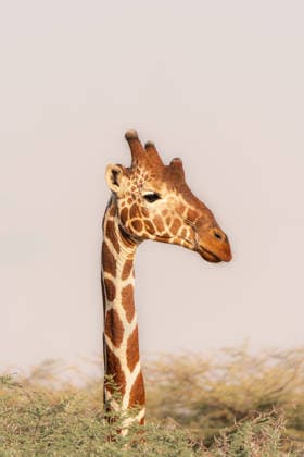Creative Highlights World Minimal Giraffe Portrait Emerging Above African Bush Nairobi, Nairobi County, Kenya CR_VAFF260601DD-2043704-01