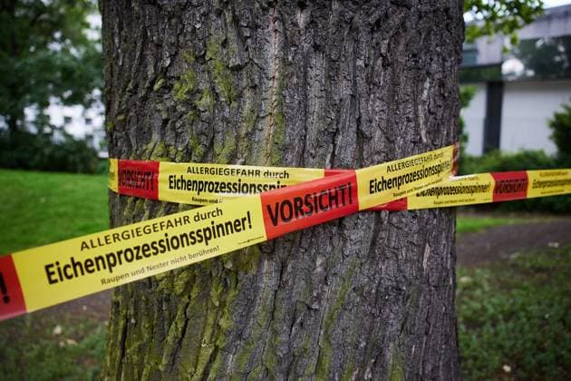 Volkspark Jungfernheide: Eichenprozessionsspinner auf dem Vormasch ** NUR FÜR REDAKTIONELLE ZWECKE ** EDITORIAL USE ONLY **<p>Ein Flatterband weist im Jungfernheideweg darauf hin, dass Bäume vom Eichenprozessionsspinner befallen sind. Deutschland Berlin Berlin Copyright: JörgxCarstensen *** Volkspark Jungfernheide Oak processionary moth on the Vormasch FOR EDITORIAL PURPOSES ONLY EDITORIAL USE ONLY p A fluttering tape on Jungfernheideweg indicates that trees are infested with the oak processionary moth Germany Berlin Berlin Copyright JörgxCarstensen Copyright: JörgxCarstensen doc864le9ivi8118zmewmjn ,EDITORIAL USE ONLY