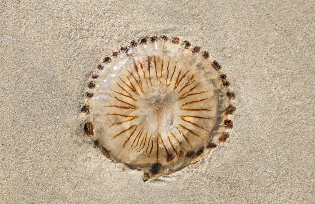 kompassqualle,chrysaora hyoscella,qualle,quallen ** jellyfish,jellyfishs ktn-lfn