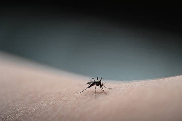 Asiatische Tigermücke breitet sich in Europa aus. Eine Tiegermücke saugt Blut. Die Verbreitung der Asiatischen Tigermücke (Aedes albopictus) oder der Asiatischen Buschmücke (Aedes japonicus) nimmt auch in Europa stark zu. Emden Niedersachsen Deutschland