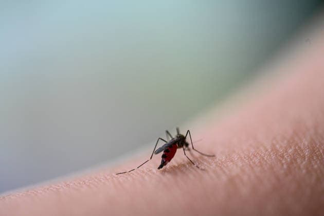 Asiatische Tigermücke breitet sich in Europa aus. Eine Tiegermücke saugt Blut. Die Verbreitung der Asiatischen Tigermücke (Aedes albopictus) oder der Asiatischen Buschmücke (Aedes japonicus) nimmt auch in Europa stark zu. Emden Niedersachsen Deutschland