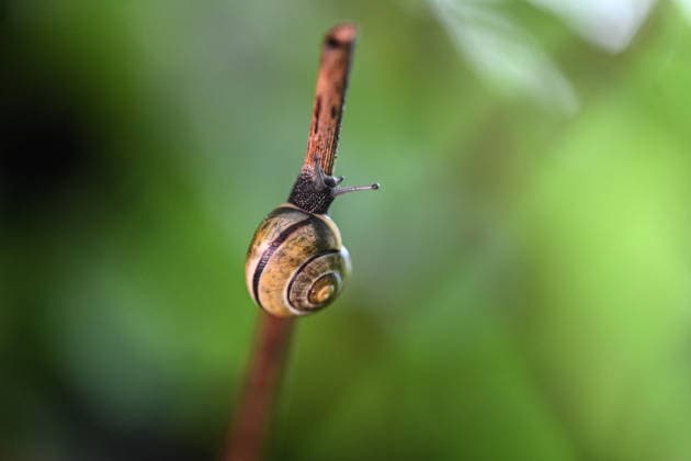 Creative Highlights World Die heimischen Bänderschnecken. Bänderschnecken sind nützliche Gartenbewohner. Als Gesundheitspolizei fressen sie überwiegend abgestorbene Pflanzenteile, Algen und Pilze. Sie richten an gesundem Gemüse kaum Schäden an und dienen Vögeln sowie anderen Tieren als wichtige Nahrungsquelle im Ökosystem. Emden Niedersachsen Deutschland *** The native ribbon snails Ribbon snails are useful garden inhabitants As health police, they mainly eat dead plant parts, algae and fungi They cause hardly any damage to healthy vegetables and serve birds and other animals as an important source of food in the ecosystem Emden Lower Saxony Germany Copyright: xdiebildwerftx