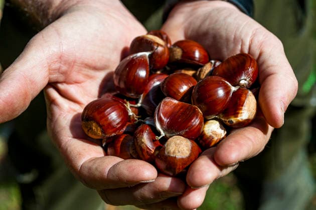 Hand holding fresh sweet chestnut on the Sentiero del Castagno, Lugano Tessin Schweiz Lugano EGBF01855
