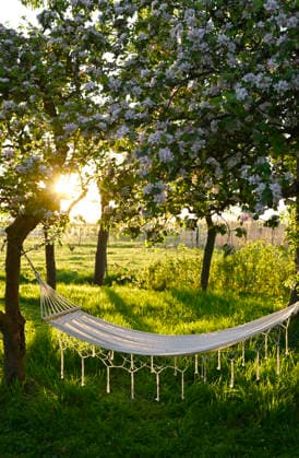 Empty hammock between blooming apple trees at sunset, Hamburg Hamburg Deutschland Altes Land GISF01334