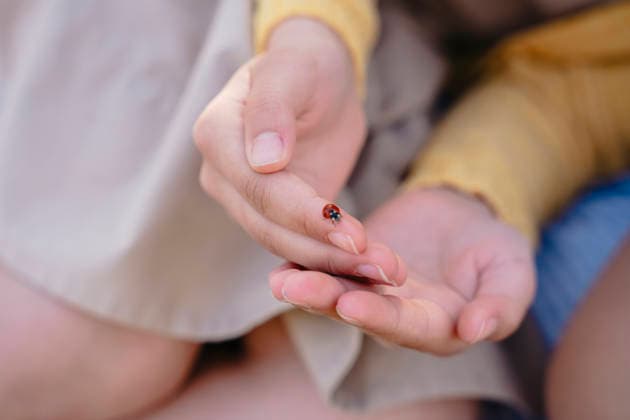 Focus on a tiny red ladybug resting on a human finger in nature model released, Symbolfoto, NLAF00765