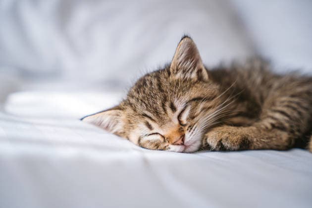 Cute small tabby kitten sleeping peacefully on a white bed property released, NLAF00773