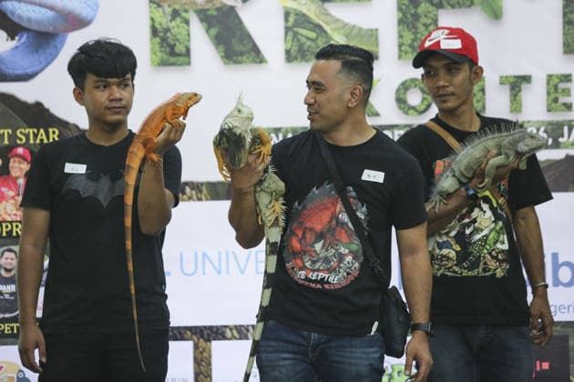 Iguana enthusiasts take part in reptile contest in Bogor BOGOR, INDONESIA - JUNE 6: Iguana enthusiasts participate in the Reptile Contest in Bogor, West Java, Indonesia, on June 6, 2026. The competition evaluated reptiles based on health, body proportions, color quality, and skin condition. Agoes Rudianto Anadolu Bogor Indonesia. Editorial use only. Please get in touch for any other usage.  Copyright: x2026xAnadoluxAgoesxRudiantox