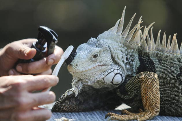 Iguana enthusiasts take part in reptile contest in Bogor BOGOR, INDONESIA - JUNE 6: A reptile enthusiast prepares an iguana for the Reptile Contest in Bogor, West Java, Indonesia, on June 6, 2026. The competition evaluated reptiles based on health, body proportions, color quality, and skin condition. Agoes Rudianto Anadolu Bogor Indonesia. Editorial use only. Please get in touch for any other usage.  Copyright: x2026xAnadoluxAgoesxRudiantox