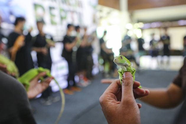 Iguana enthusiasts take part in reptile contest in Bogor BOGOR, INDONESIA - JUNE 6: Iguana enthusiasts participate in the Reptile Contest in Bogor, West Java, Indonesia, on June 6, 2026. The competition evaluated reptiles based on health, body proportions, color quality, and skin condition. Agoes Rudianto Anadolu Bogor Indonesia. Editorial use only. Please get in touch for any other usage.  Copyright: x2026xAnadoluxAgoesxRudiantox
