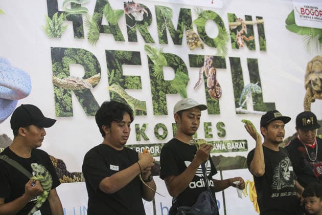 Iguana enthusiasts take part in reptile contest in Bogor BOGOR, INDONESIA - JUNE 6: Iguana enthusiasts participate in the Reptile Contest in Bogor, West Java, Indonesia, on June 6, 2026. The competition evaluated reptiles based on health, body proportions, color quality, and skin condition. Agoes Rudianto Anadolu Bogor Indonesia. Editorial use only. Please get in touch for any other usage.  Copyright: x2026xAnadoluxAgoesxRudiantox