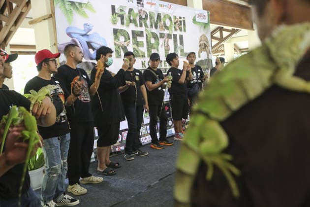 Iguana enthusiasts take part in reptile contest in Bogor BOGOR, INDONESIA - JUNE 6: Iguana enthusiasts participate in the Reptile Contest in Bogor, West Java, Indonesia, on June 6, 2026. The competition evaluated reptiles based on health, body proportions, color quality, and skin condition. Agoes Rudianto Anadolu Bogor Indonesia. Editorial use only. Please get in touch for any other usage.  Copyright: x2026xAnadoluxAgoesxRudiantox