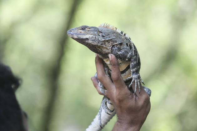 Iguana enthusiasts take part in reptile contest in Bogor BOGOR, INDONESIA - JUNE 6: A reptile enthusiast prepares an iguana for the Reptile Contest in Bogor, West Java, Indonesia, on June 6, 2026. The competition evaluated reptiles based on health, body proportions, color quality, and skin condition. Agoes Rudianto Anadolu Bogor Indonesia. Editorial use only. Please get in touch for any other usage.  Copyright: x2026xAnadoluxAgoesxRudiantox