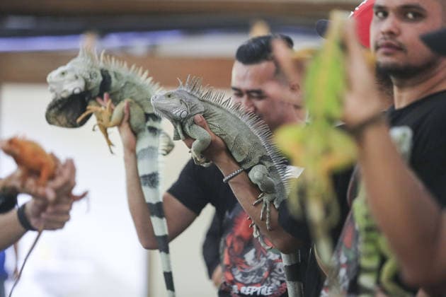 Iguana enthusiasts take part in reptile contest in Bogor BOGOR, INDONESIA - JUNE 6: Iguana enthusiasts participate in the Reptile Contest in Bogor, West Java, Indonesia, on June 6, 2026. The competition evaluated reptiles based on health, body proportions, color quality, and skin condition. Agoes Rudianto Anadolu Bogor Indonesia. Editorial use only. Please get in touch for any other usage.  Copyright: x2026xAnadoluxAgoesxRudiantox