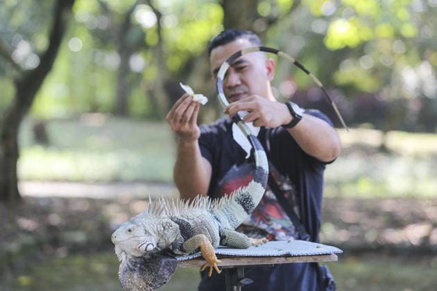 Iguana enthusiasts take part in reptile contest in Bogor BOGOR, INDONESIA - JUNE 6: A reptile enthusiast prepares an iguana for the Reptile Contest in Bogor, West Java, Indonesia, on June 6, 2026. The competition evaluated reptiles based on health, body proportions, color quality, and skin condition. Agoes Rudianto Anadolu Bogor Indonesia. Editorial use only. Please get in touch for any other usage.  Copyright: x2026xAnadoluxAgoesxRudiantox