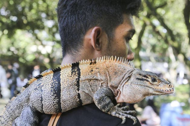 Iguana enthusiasts take part in reptile contest in Bogor BOGOR, INDONESIA - JUNE 6: A reptile enthusiast prepares an iguana for the Reptile Contest in Bogor, West Java, Indonesia, on June 6, 2026. The competition evaluated reptiles based on health, body proportions, color quality, and skin condition. Agoes Rudianto Anadolu Bogor Indonesia. Editorial use only. Please get in touch for any other usage.  Copyright: x2026xAnadoluxAgoesxRudiantox